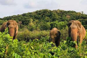 Pattaya Ethical Elephant Sanctuary Tour with Lunch