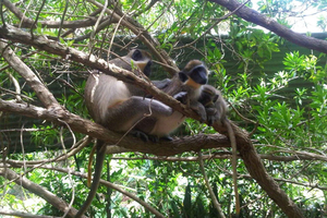 Barbados: 4 uur durende privé-eilandtour op maat