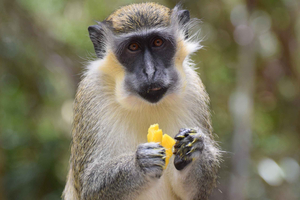 Bridgetown: Wildlife Reserve & Carlisle Bay Tour with Cruise