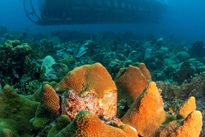From Bridgetown: Scenic Boat and Submarine Tour