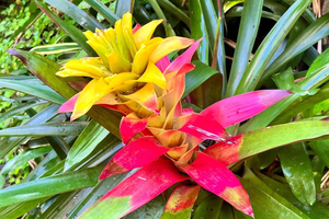 Hunte's Gardens, Bathsheba & Wildlife Reserve Tour
