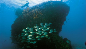 Skipvrakene i Barbados