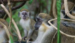 Best Natural Attractions in Barbados