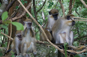 Barbados Wildlife Reserve and Grenade Hall Forest
