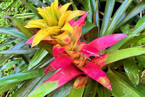 Uforglemmelige sommereventyr i Barbados