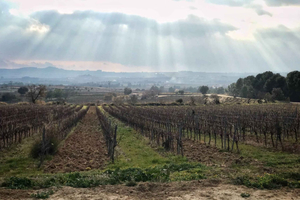 From Barcelona - Pvt Penedès Wine & Cava Tastings with Lunch