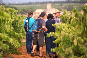 Penedès: fietstocht per e-bike met gids, brunch en biologische wijn