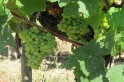 El Penedès, region of Wine and Cava