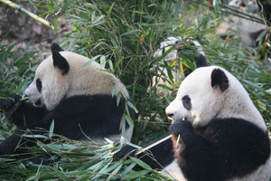 Beijing Zoo (Panda House) Ticket Booking