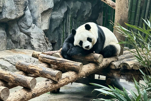 Beijing Zoo: Billet til Panda House med fleksible muligheder