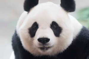 Pekín: ticket de entrada y guía de viaje digital para el Pabellón de los Pandas del zoológico