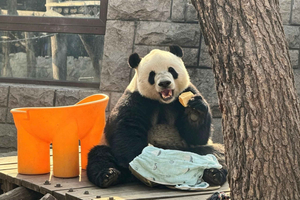Privat tur till Sommarpalatset och Panda House med engelsktalande chaufför