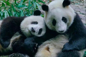 Temple of Heaven, Pandas, Summer Palace & Canal Cruise
