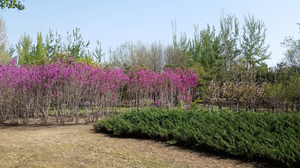 Chaoyang Park Beach Volleyball Ground