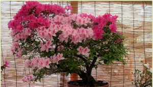 Bonsai Flowers & Plants