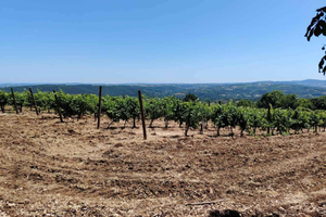 From Belgrade: Serbian Royal Legacy & Wine Day Trip