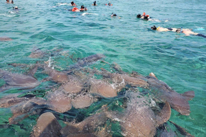 Caye Caulker Marine Reserve Half Day Snorkeling Adventure