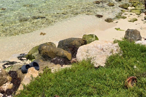 Goffs Caye Day Trip