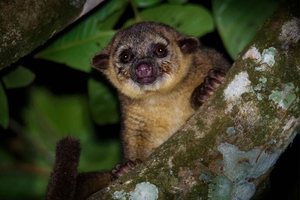 Guided Jungle Night Tour with Flashlights
