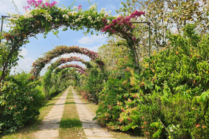 Excursão à Fazenda de Chocolate Ixcacao e à Fazenda de Especiarias de Belize