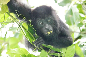 Placencia: tour nella giungla del fiume Monkey e alla ricerca dei lamantini