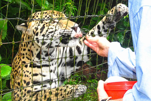 San Pedro: Belize Zoo & Cave River Tubing