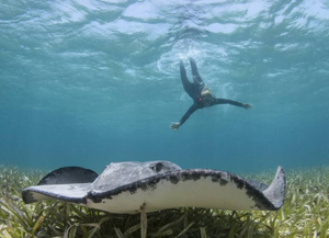 Cayo Aguas del Sur Marine Reserve