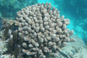 Aventuras de esnórquel en las aguas cristalinas de Belice
