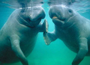 Gales Point Wildlife Sanctuary