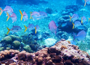 Hol Chan Marine Reserve