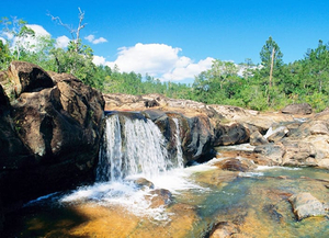 Mountain Pine Ridge Forest Reserve