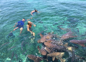 Shark ray alley