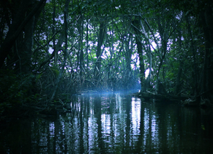Swasey Bladen Forest Reserve