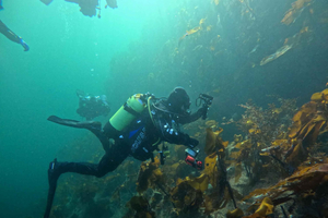 Bergen: Guided Dive Tour- All inclusive