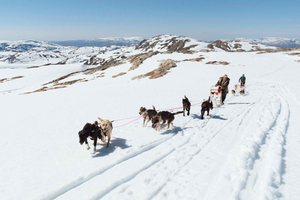 Glacial Dog Sledding Tour from Bergen