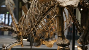 Berlin Naturkundemuseum