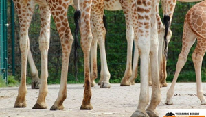 Tierpark
