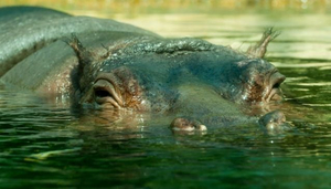 Zoologischer Garten Berlín - Zoológico de Berlín