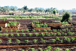 Barbaros Farm