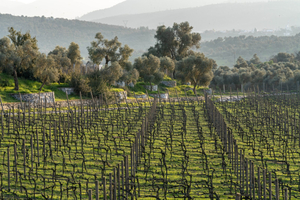 Mor Salkım Bağları - Mor Salkım Vineyards