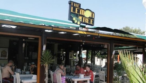 The Lemon Tree