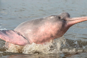 From Rurre: 3-Day Pampas Tour & Wild Pink Dolphin Watching