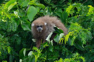 Santa Cruz Sloth & Urban Wildlife Tour