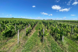 Full Day Wine tour in saint emilion & Margaux
