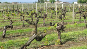 Wine Tasting in Bordeaux
