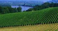 Wine Regions