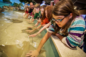 Boston: Entrada no New England Aquarium + Simons Theatre opcional