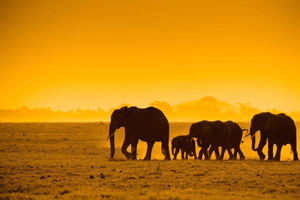 Chobe Ganztagessafari ab Livingstone
