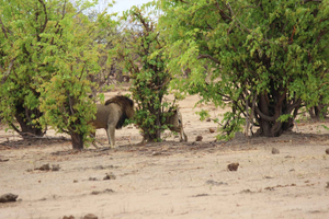 Parc national de Chobe : Safari, tour en bateau et déjeuner