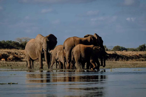 Chobe National Park & Victoria Falls Day Trip